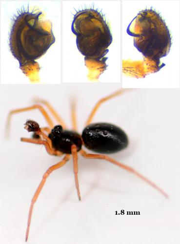 Dismodicus bifrons