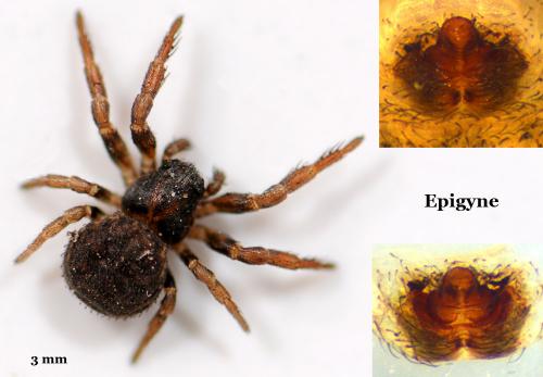 Réf. 56 271 : Ozyptila claveata