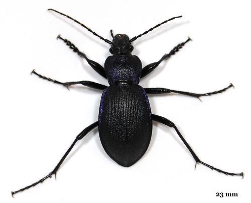 Carabus problematicus