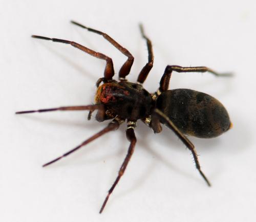 Réf. 56 926 : Micaria fulgens