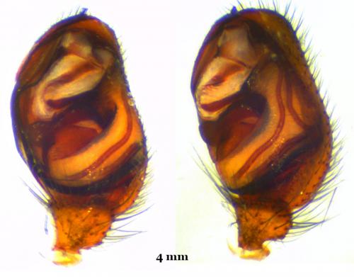 Episinus angulatus