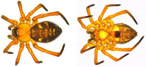 Euryopis flavomaculata