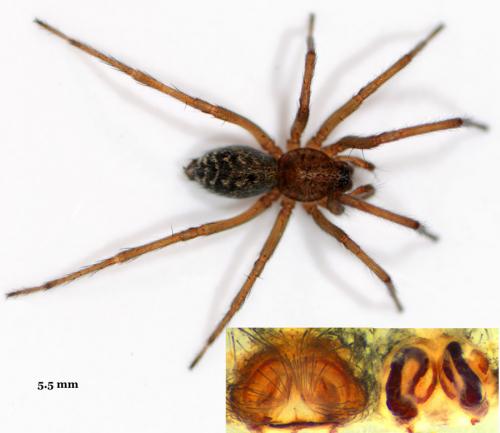 Eratigena picta