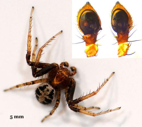Réf. 56 862 : Xysticus lanio