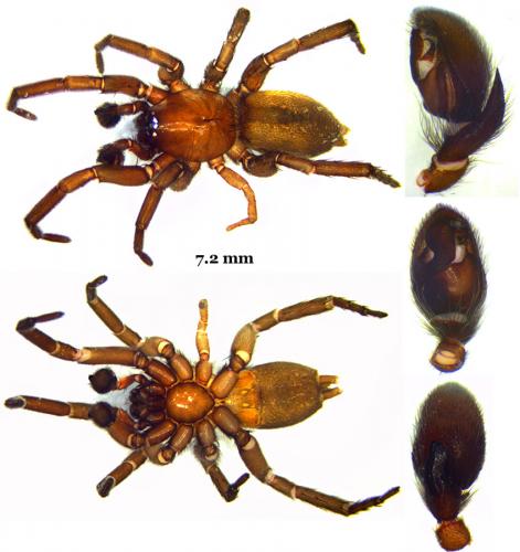 Réf. 56 863 : Haplodrassus silvestris