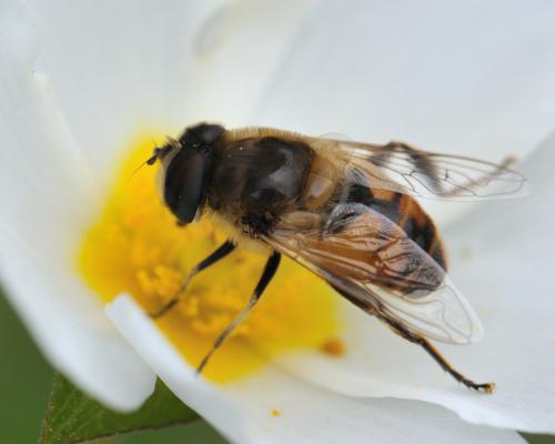Eristalis tenax