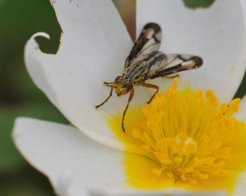 Dorycera grandis