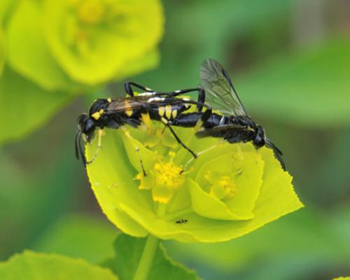 Macrophya montana