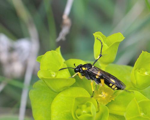 Réf. 56 681 : Macrophya montana