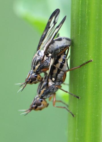 Dorycera grandis