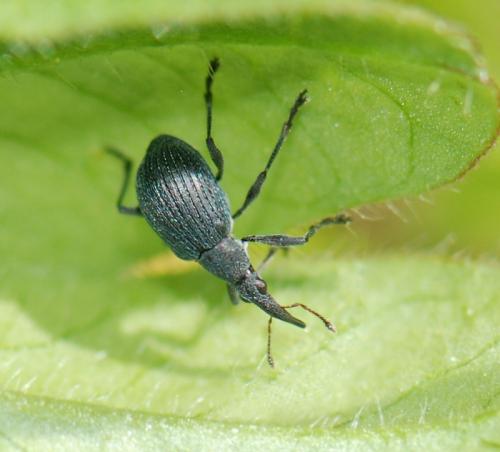 Oxystoma ochropus