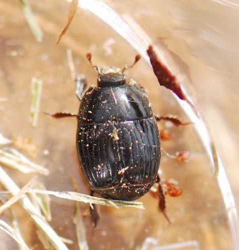 Atholus duodecimstriatus duodecimstriatus