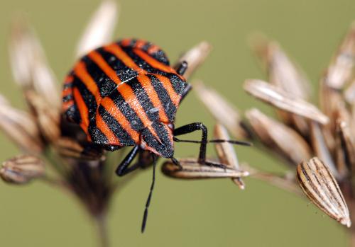 Réf. 56 990 : Graphosoma italicum