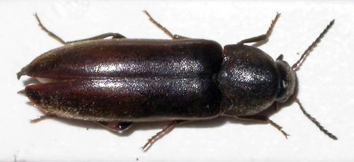 Xylita laevigata