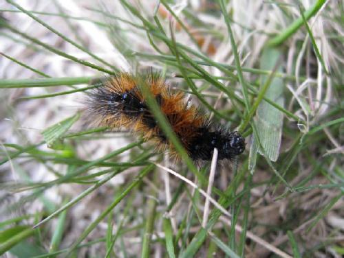 Parasemia plantaginis