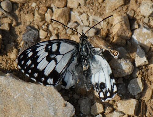 Melanargia occitanica