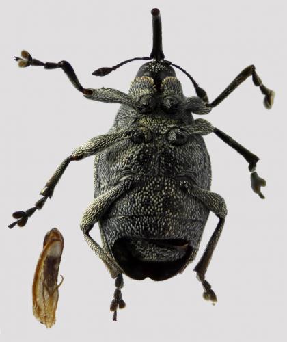 Réf. 56 938 : Ceutorhynchus sp.