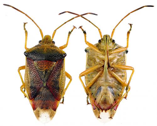 Réf. 56 486 : Elasmostethus interstinctus