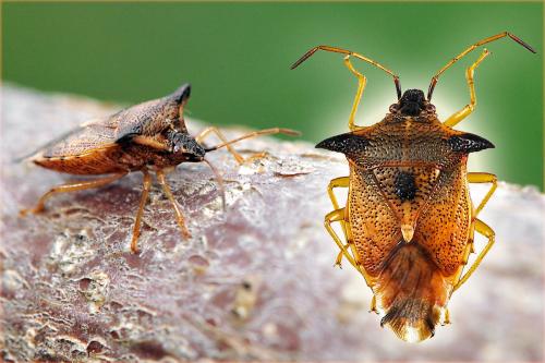 Elasmucha ferrugata