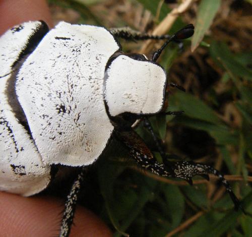 Proagosternus antanala