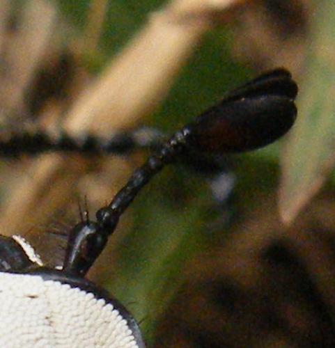 Proagosternus antanala