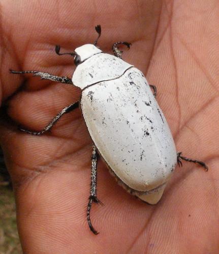 Proagosternus antanala