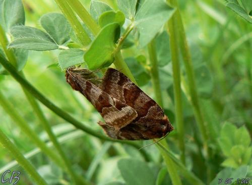 Euclidia glyphica