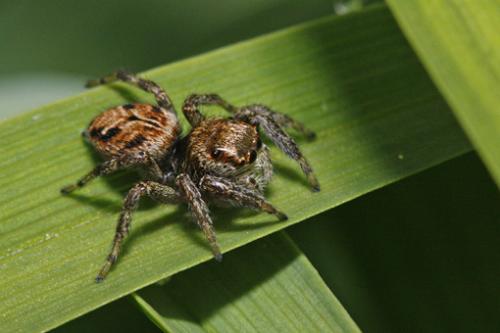 Evarcha arcuata