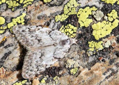 Réf. 56 330 : Nola cicatricalis