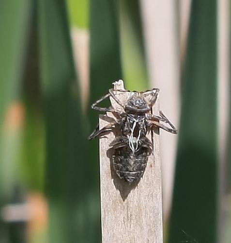 Cordulia aenea