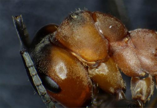 Formica rufa