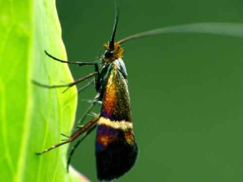 Adela australis