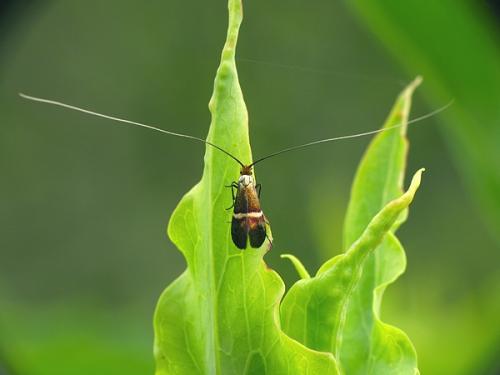 Adela australis