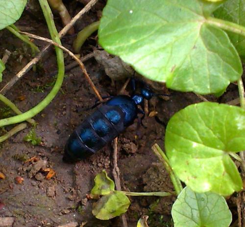 Meloe sp.