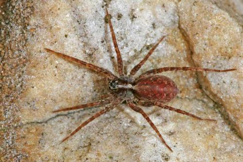 Pardosa sp.