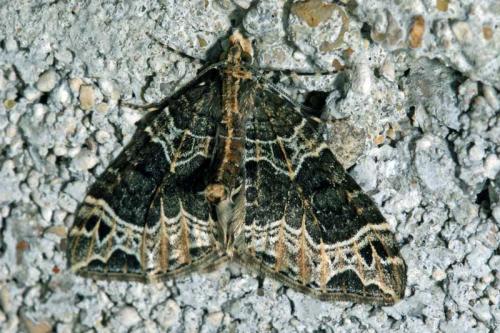 Réf. 56 526 : Ecliptopera silaceata