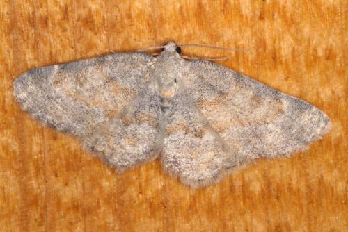 Charissa sp.