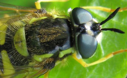 Chrysotoxum cautum