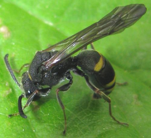 Réf. 56 854 : Nysson spinosus