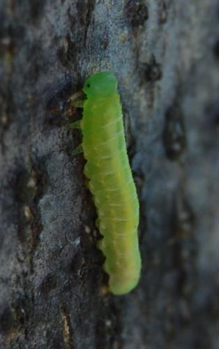 Réf. 56 431 : Tomostethus nigritus