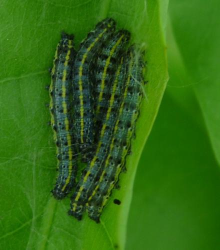 Orthosia miniosa