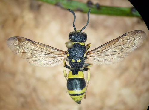Ancistrocerus nigricornis