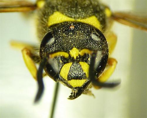 Ancistrocerus nigricornis