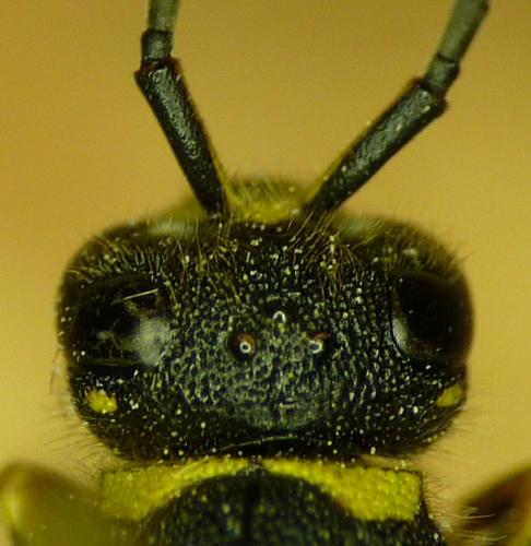 Ancistrocerus nigricornis