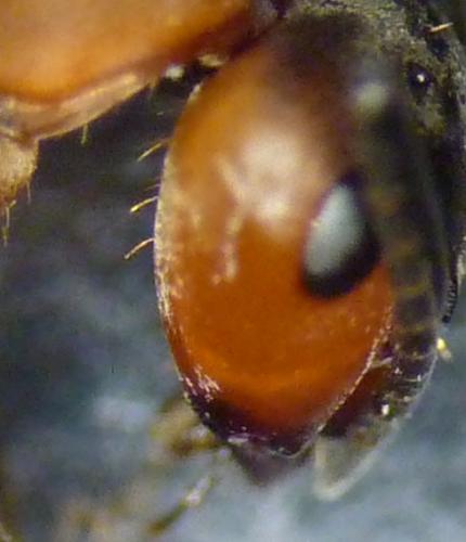 Formica rufa