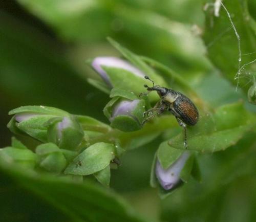 Gymnetron veronicae