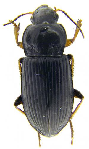 Anisodactylus binotatus