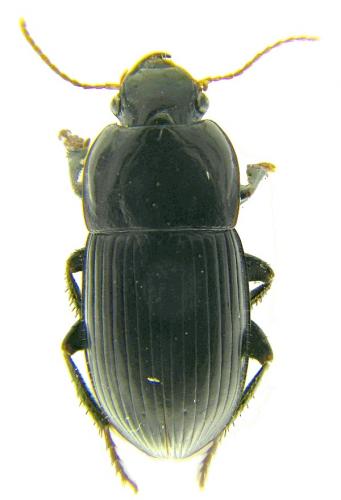 Harpalus dimidiatus