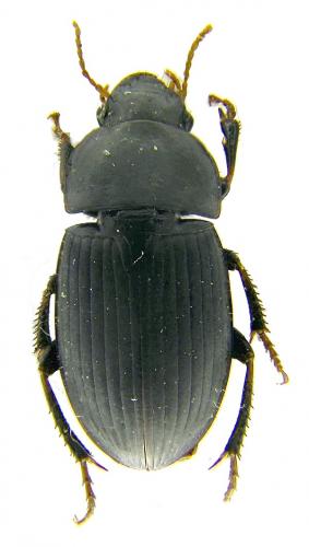Réf. 56 799 : Harpalus sp.