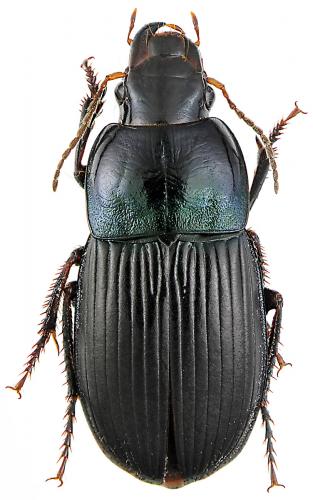 Réf. 56 161 : Harpalus dimidiatus